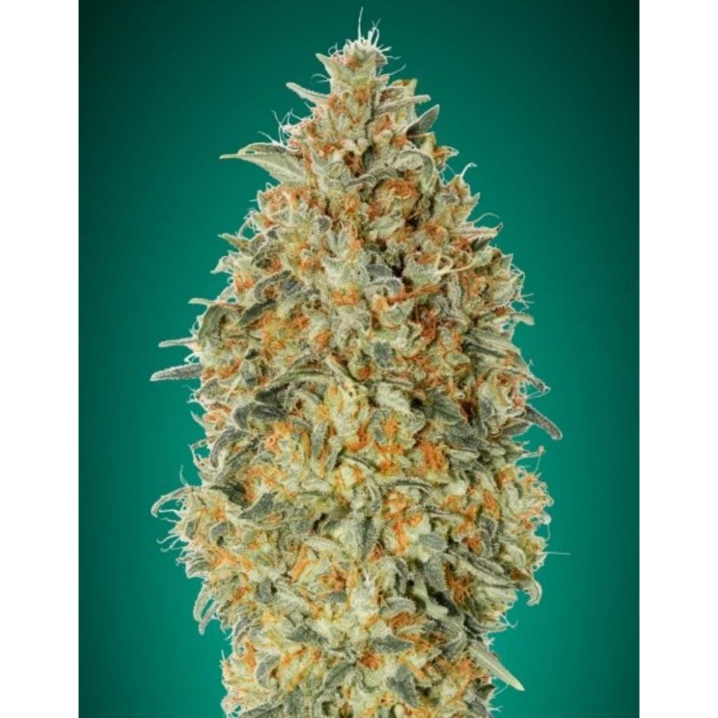 Advanced Seeds Auto Gorilla Blue