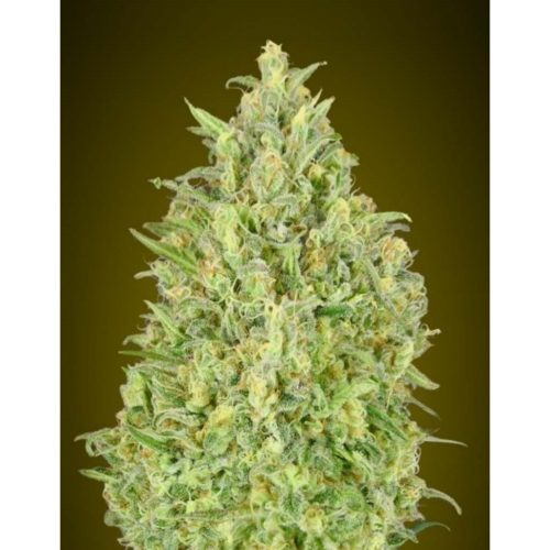 Advanced Seeds Auto Pineapple Glue