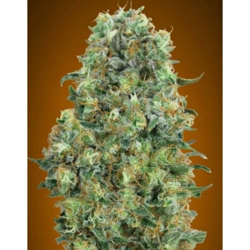 Advanced Seeds Critical Mass Fem