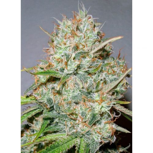 Advanced Seeds Shark Widow Fem