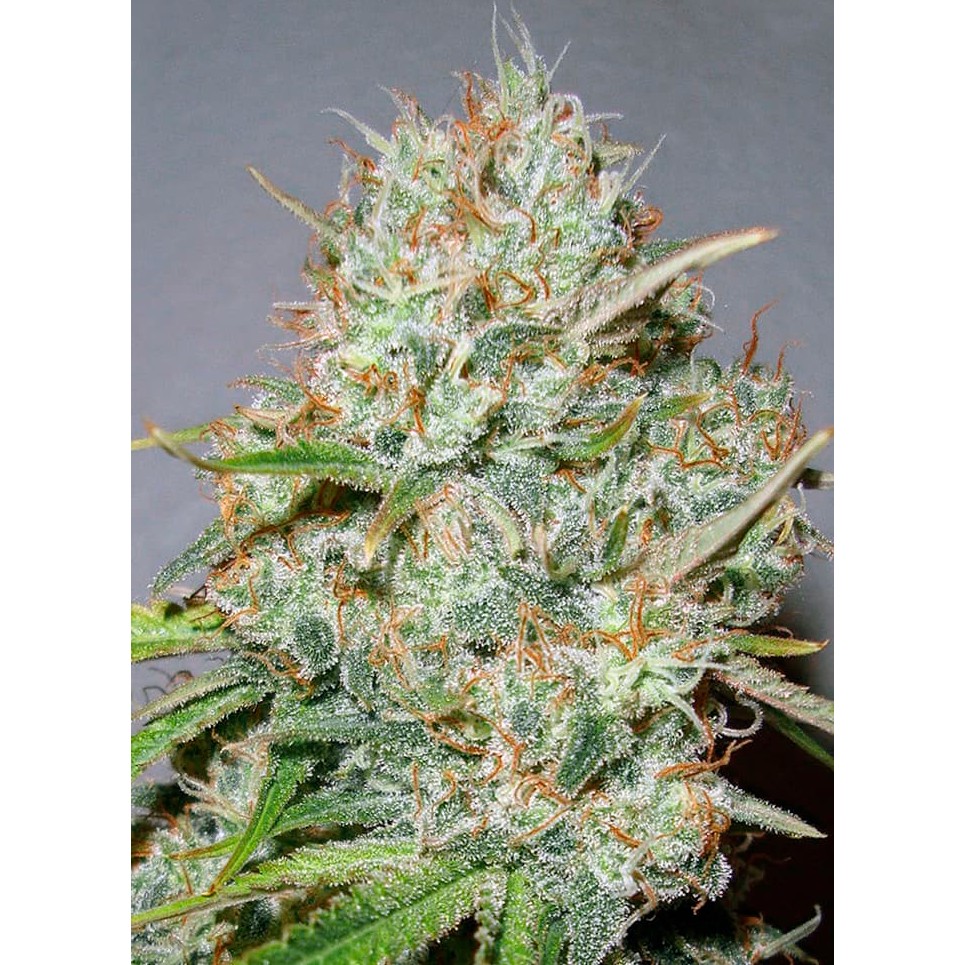 Advanced Seeds Shark Widow Fem