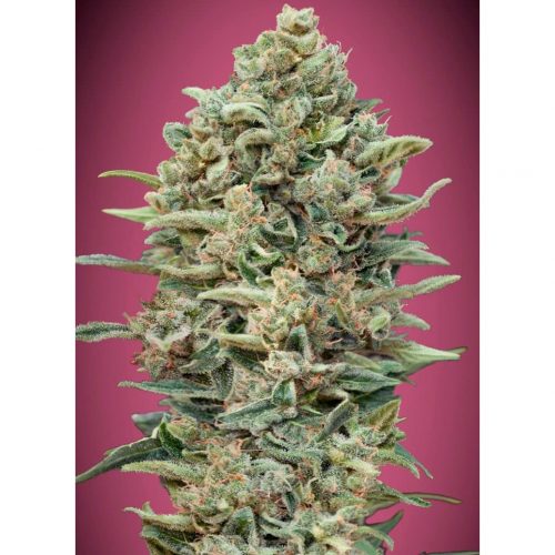 Advanced Seeds Gelato #33 Fast Fem
