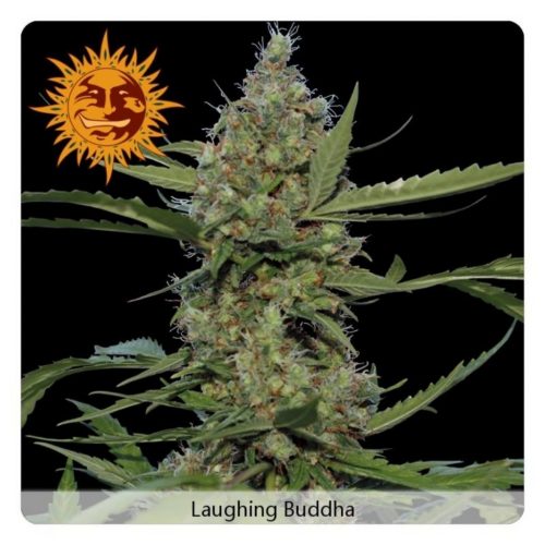 Barney´S Farm Laughing Buddha Fem