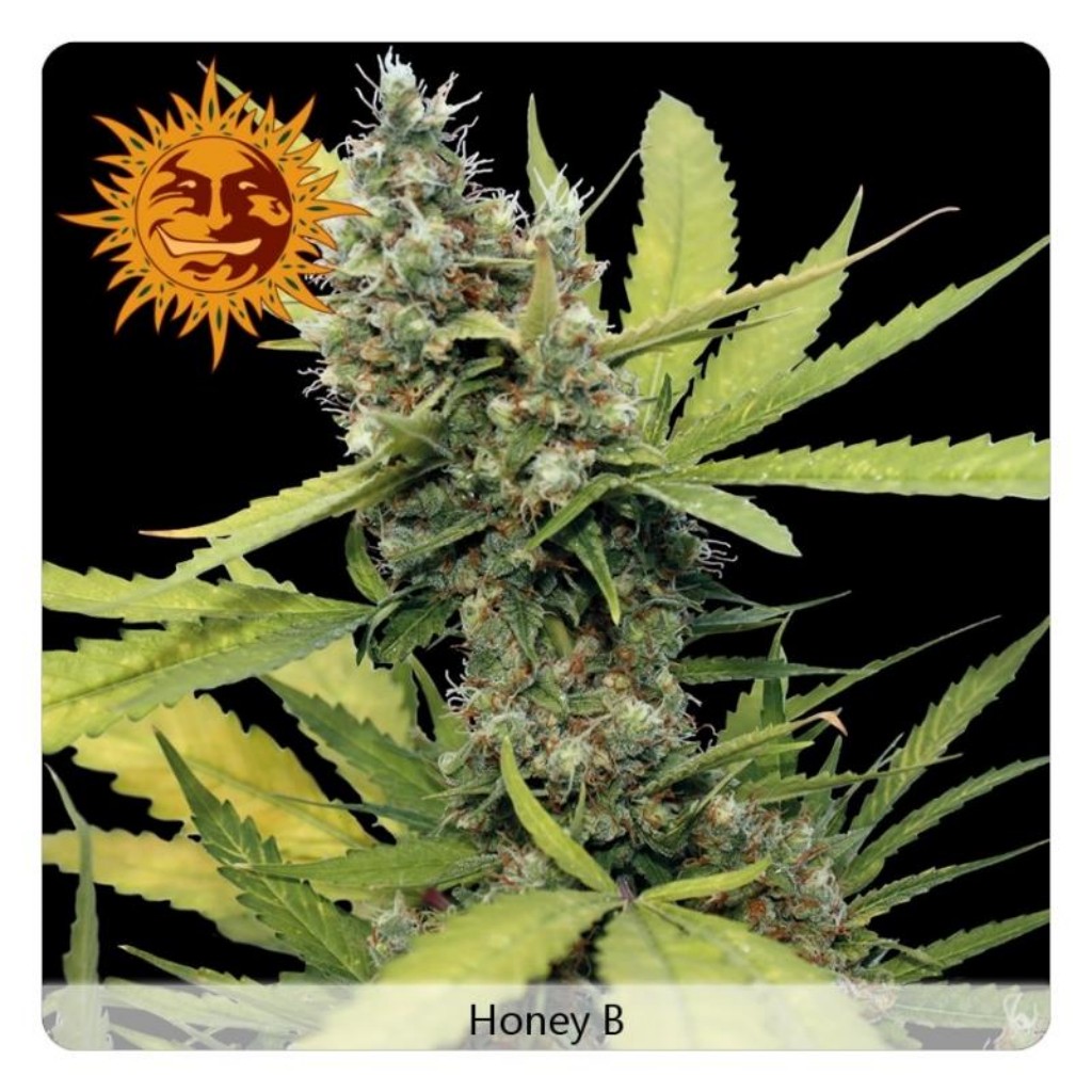 Barney´S Farm Honey B Fem
