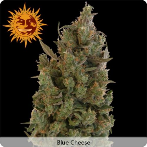 BarneyS Farm Blue Cheese Fem