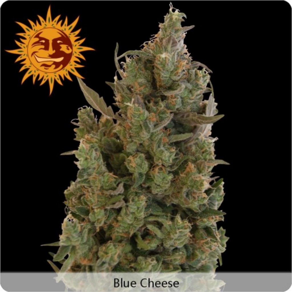 BarneyS Farm Blue Cheese Fem