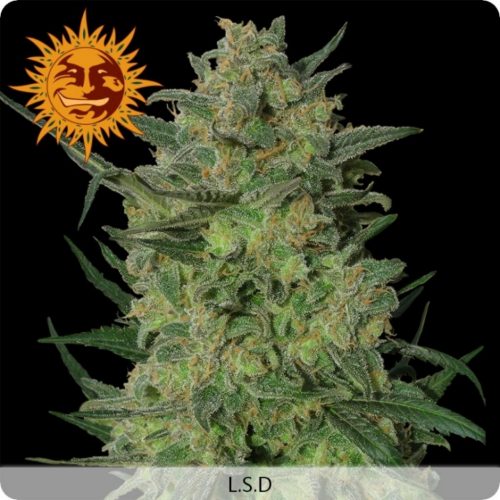 Barney´S Farm L.S.D. Fem