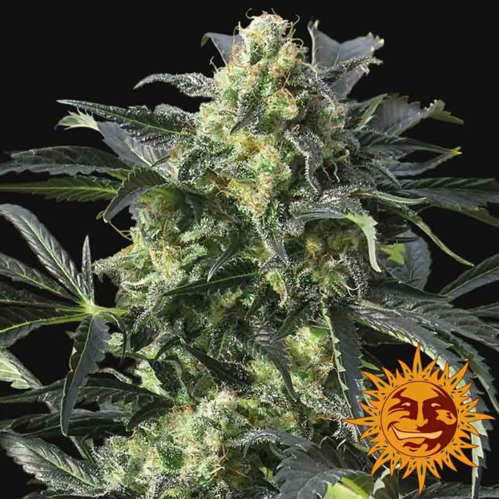 Barney´S Farm Crimea Blue Fem