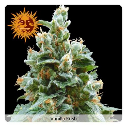 Barney´S Farm Vanilla Kush Fem