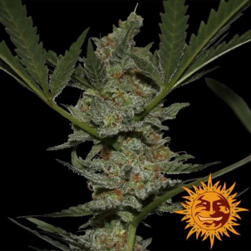 Barney´S Farm Acapulco Gold Fem