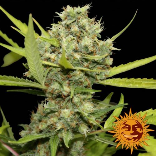 Barney´S Farm Pineapple Chunk Fem