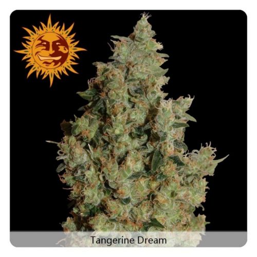 Barney´S Farm Tangerine Dream Fem.