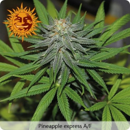 Barney´S Farm Pineapple Express Auto