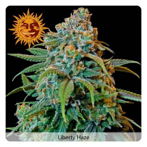 Barney´S Farm Liberty Haze Fem
