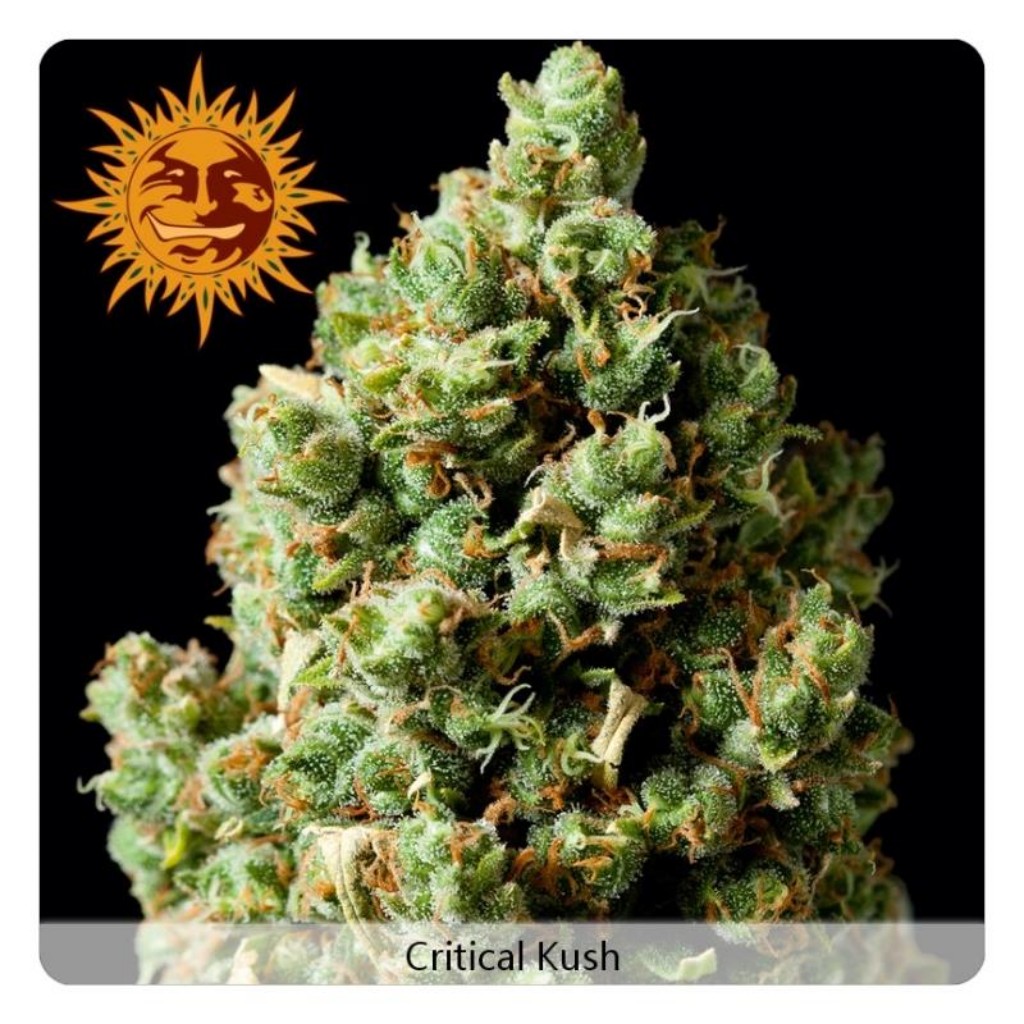 Barney´S Farm Critical Kush Fem