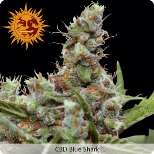 Barney´S Farm CBD Blue Shark Fem