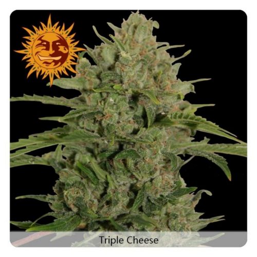 Barney´S Farm Triple Cheese Fem