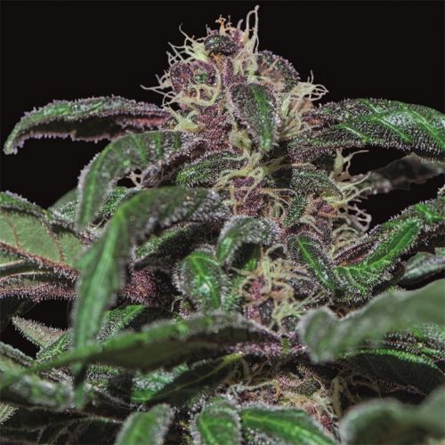 BarneyS Farm Ayahuasca Purple Fem