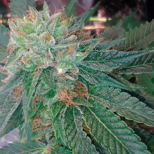 BarneyS Farm Blueberry OG Fem