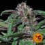 Barney´S Farm Ayahuasca Purple 3Und Fem