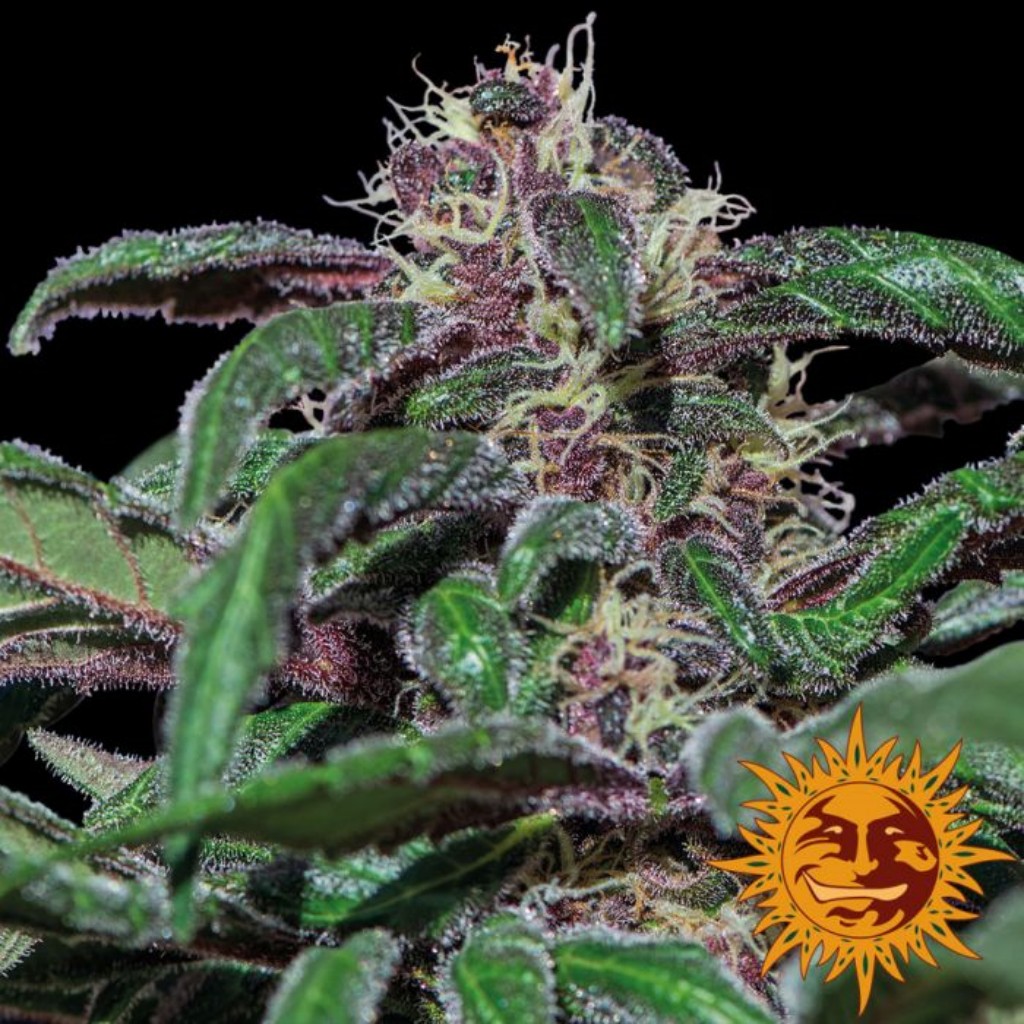Barney´S Farm Ayahuasca Purple 3Und Fem