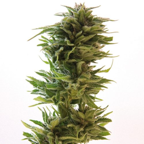 Barney´S Farm Amnesia Lemon 3Und Fem