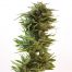 Barney´S Farm Amnesia Lemon 3Und Fem