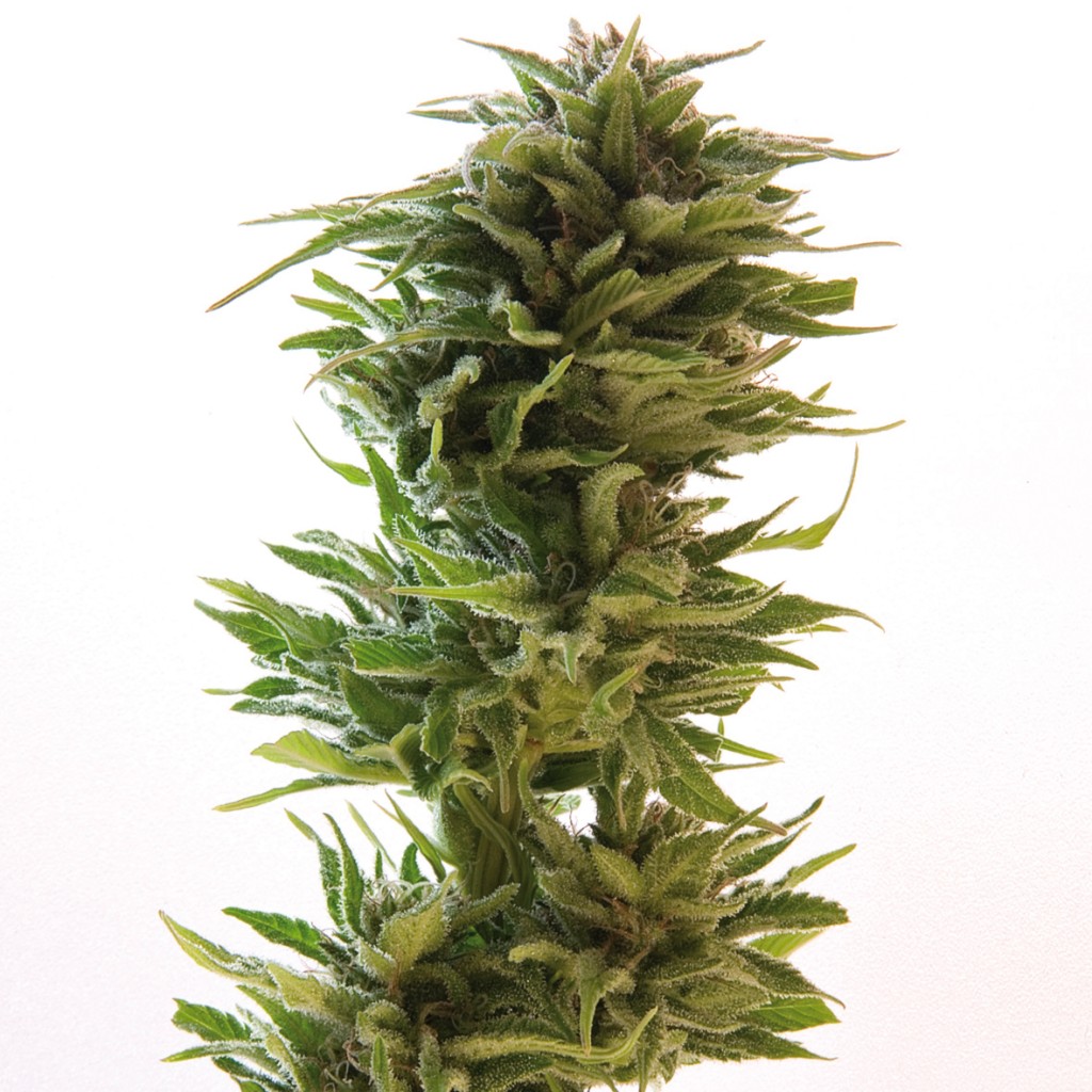 Barney´S Farm Amnesia Lemon 3Und Fem