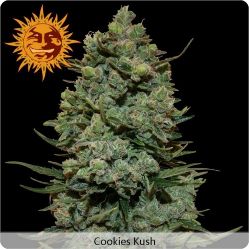 Barney´S Farm Cookies Kush Fem