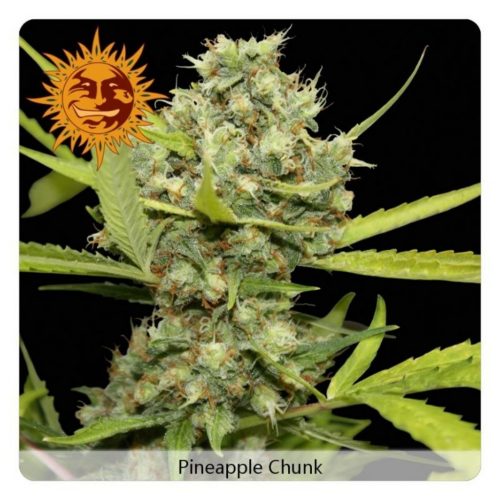 Barney´S Farm Pineapple Chunk 3Und Fem
