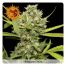 Barney´S Farm Pineapple Chunk 3Und Fem