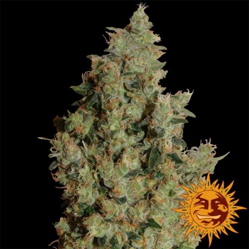 Barney´S Farm Tangerine Dream 3Und Fem