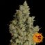Barney´S Farm Tangerine Dream 3Und Fem