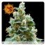 Barney´S Farm Vanilla Kush 3Und Fem