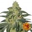 Barney´S Farm Afghan Hash Plant 10Und Reg