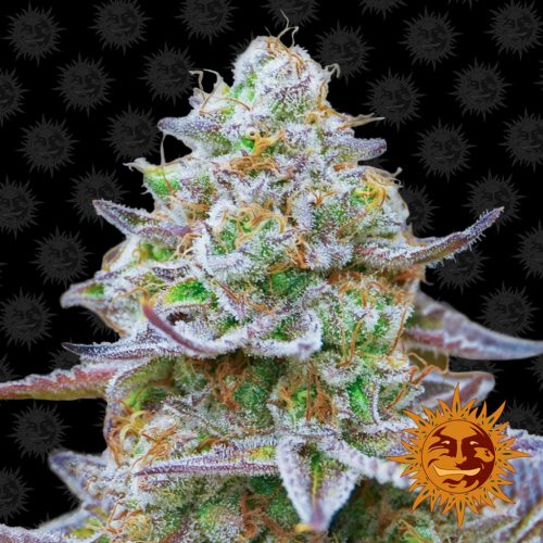 Barney´S Farm Gorilla Zkittlez Fem.