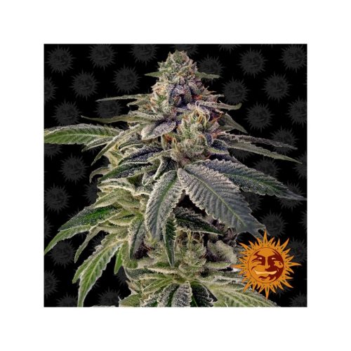 Barney´S Farm Shiskaberry