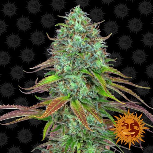 Barney´S Farm LSD Auto 1Und