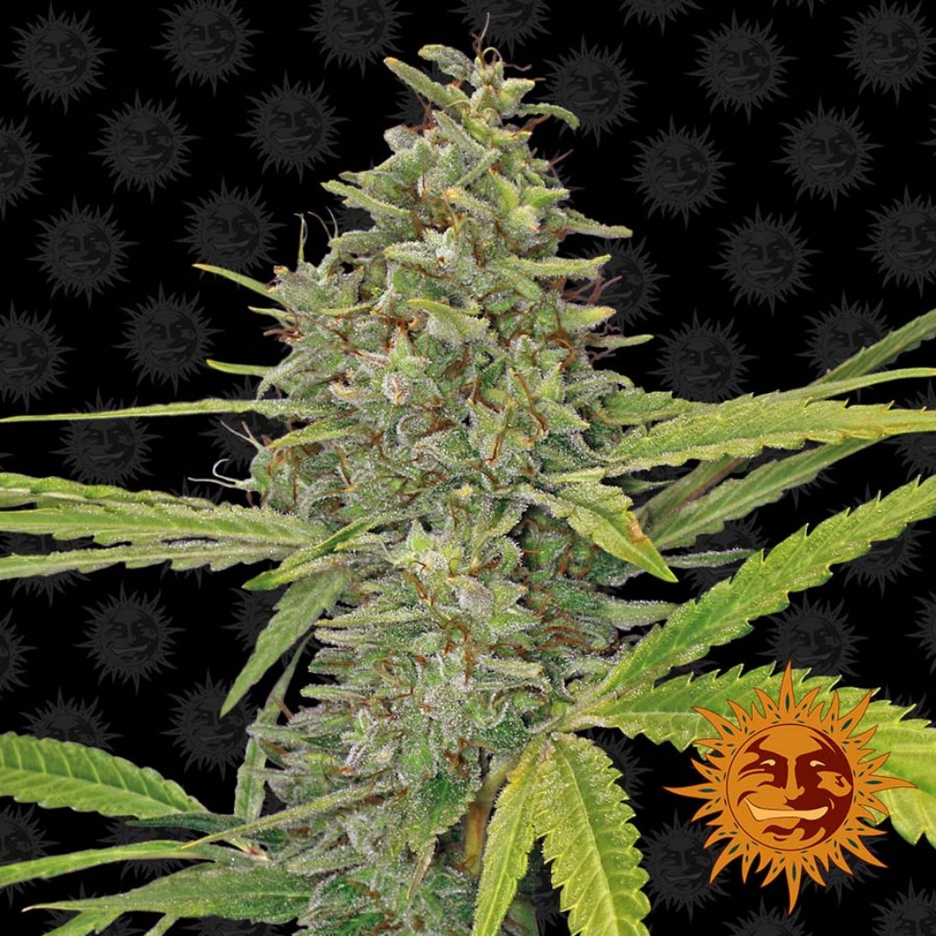 Barney´S Farm G13 Haze Fem