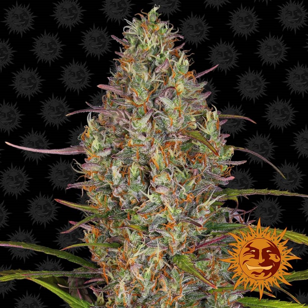 Barney´S Farm Glue Gelato Auto 5Und