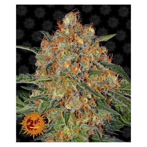 Barney´S Farm Orange Sherbert Fem