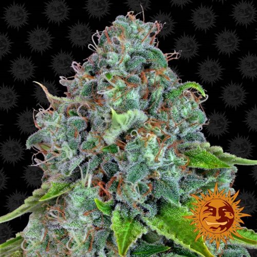Barney´S Farm Strawberry Lemode Fem