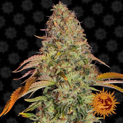 Barney´S Farm Zkittlez OG Auto