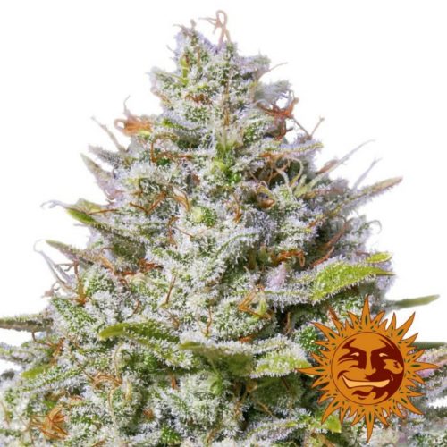Barney´S Farm Blue Gelato 41 Fem