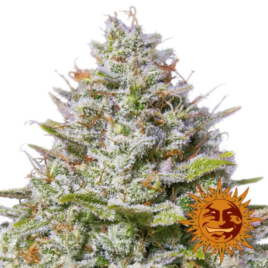 Barney´S Farm Blue Gelato 41 Fem
