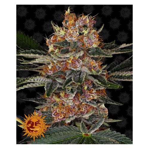 Barney´S Farm Purple Punch Fem