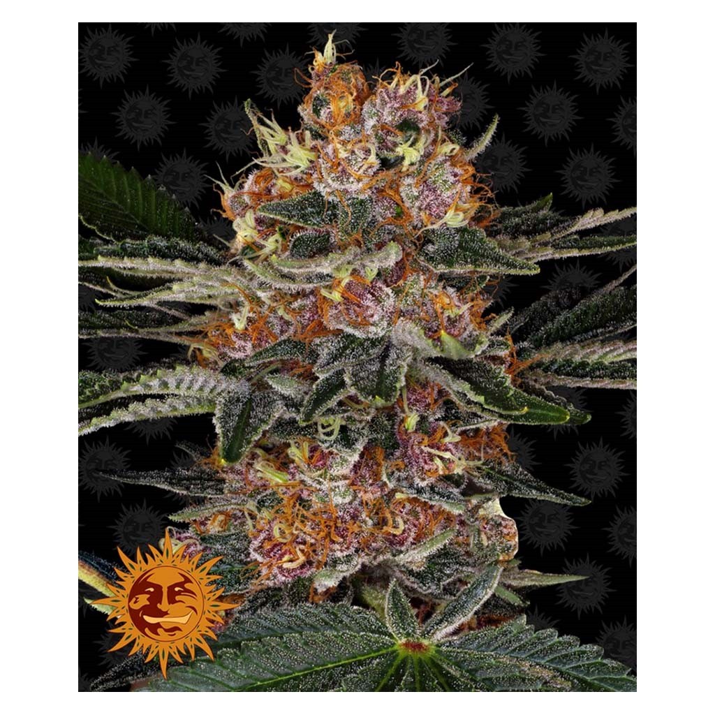 Barney´S Farm Purple Punch Fem