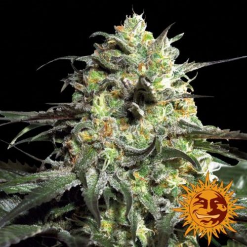 Barney´S Farm Peyote Cookies 1Und Fem