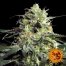 Barney´S Farm Peyote Cookies 1Und Fem