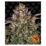 Barney´S Farm Peyote Critical 1Und Fem